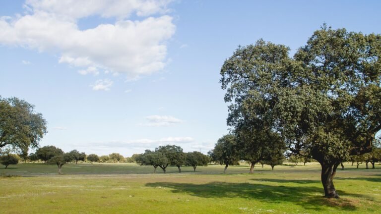 Poblaciones más importantes de Extremadura