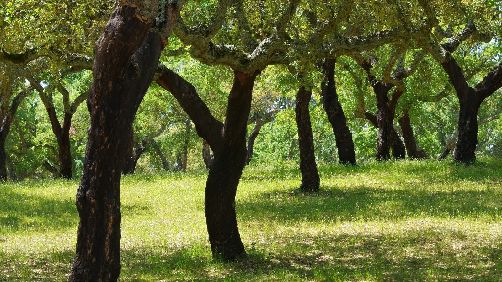 Descubre Extremadura